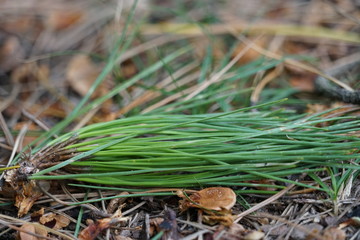 Diffuse herbal background with grass and fallen leaves