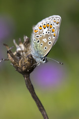 Common Blue Butterfly (Polyommatus icarus)