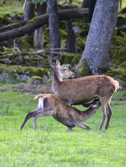 ROTWILD-WILD LIVE - Hirschbrunft