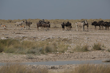 gnu buffalo group eating in africa
