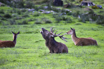 ROTWILD-WILD LIVE - Hirschbrunft