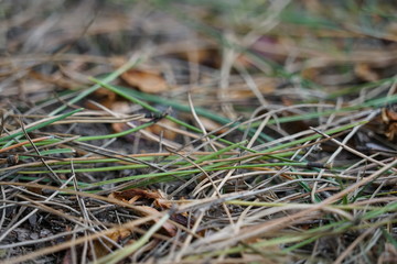 Diffuse herbal background with grass and fallen leaves