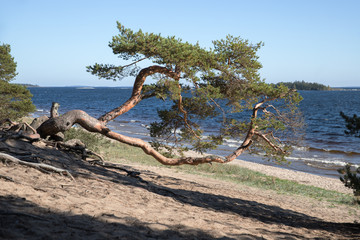 Beautiful old curved pine on the shore. Lonely pine with a curved barrel, Ladoga lake on background. 