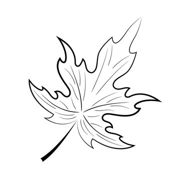 Maple leaf on a white background