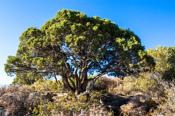 Juniper tree on the edge of the abyss at Black Canyon of the Gunnison National Park in Colorado