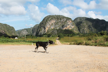 dog running on cuban farm in Viñales