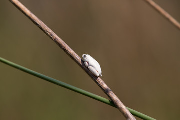african frog on a tree