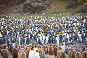 penguin in the arctic