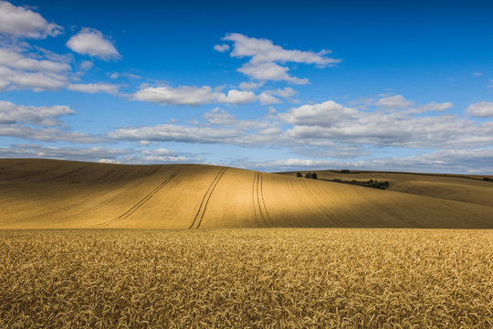 Fields in the vicinity of Svatobořice and Mistrin during the summer days before harvesting cereals. A gorgeous sky full of clouds, the paths that go between the field and the meadows. This area where 