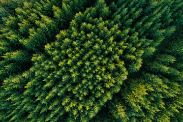 Naklejka na ściany i meble Aerial view of green coniferous forest plantations