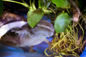 axolotl peeking through some leaves