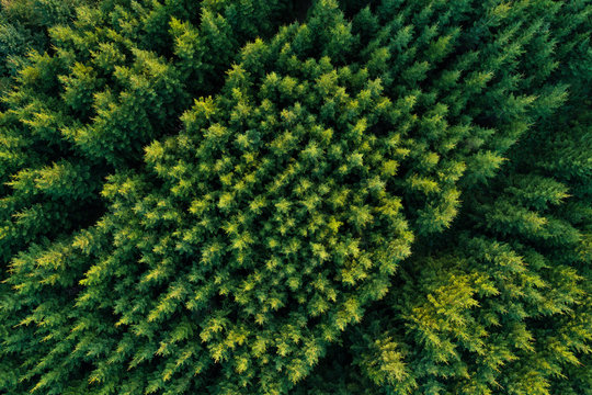 Aerial view of green coniferous forest plantations