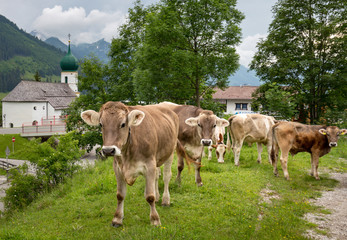 Cows moving freely in a village in the austrian alps.