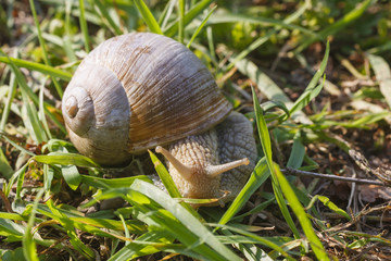Roman snail on grass