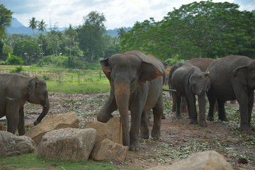Pinnawala Elephant Orphanage