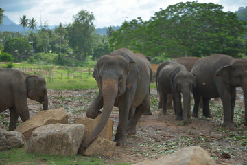 Pinnawala Elephant Orphanage