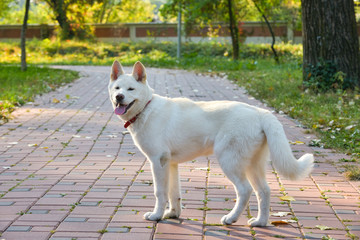 Beautiful white Akita walking in the park on beautiful sunny morning.