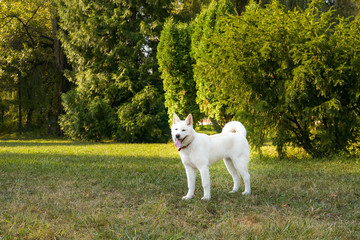 Beautiful white Akita walking in the park on beautiful sunny morning.