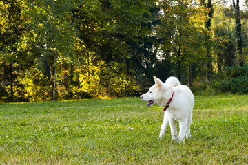 Obraz na płótnie Canvas Beautiful white Akita walking in the park on beautiful sunny morning.