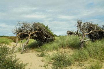 Tree growing bended in wind direction at Formby in England