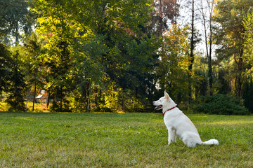 Beautiful white Akita laying in the park on beautiful sunny morning.