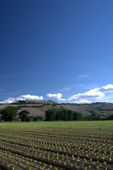 landscape whith green field,agriculture,countryside,rural,crops,sky,blue,clouds,
