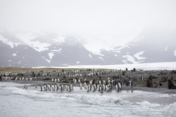 penguin in the arctic