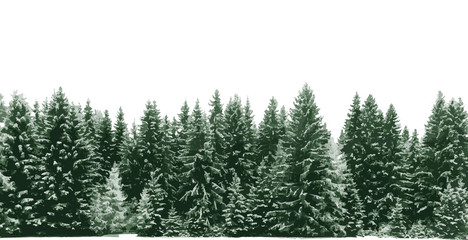 Spruce tree forest covered by fresh snow during Winter Christmas time. The winter scene is duotone with limited palette colours. Vector illustration.
