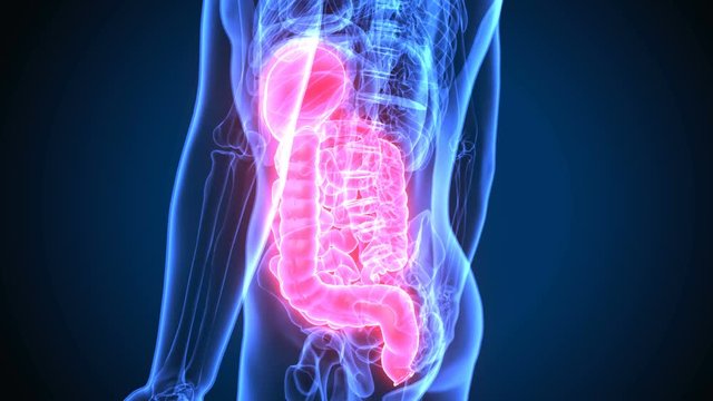 3D Illustration of Human Digestive System Anatomy (Stomach with Small Intestine)
