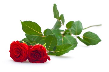 Pair of red roses