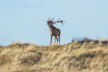 Rotwild auf der ostseedüne