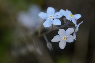 blue flowers on a dark background