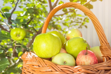 Green appples on the tree. Vine basket full of apples.