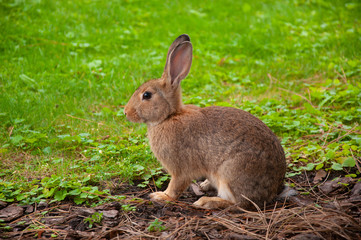 Naklejka na ściany i meble Wild rabbit with green grass background