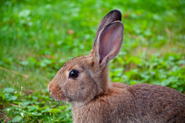 Wild rabbit, close-up on green grass backgroung