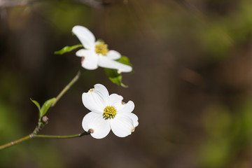 Dogwood