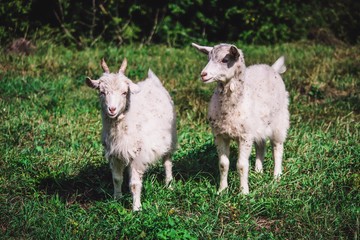 goats in the village