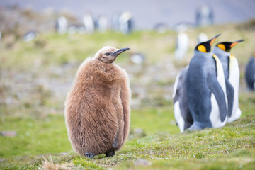 penguin in the arctic
