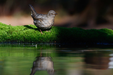 Common blackbird with a reflection in the water just before taking a bath in the Netherlands