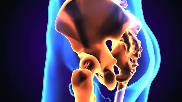 3D illustration of Hip bone diagram hip bone anatomy
