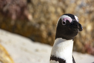 Fototapeta premium South African penguins in Boulders Beach, Simon's Town, near Cape Town. African penguins are listed as endangered species, but in Boulder's bay near Cape Town one can see them easily in the wild.
