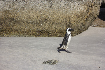 Fototapeta premium South African penguins in Boulders Beach, Simon's Town, near Cape Town. African penguins are listed as endangered species, but in Boulder's bay near Cape Town one can see them easily in the wild.