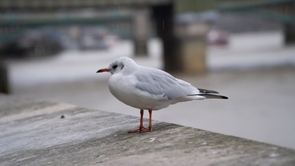 should i stay or should i go?