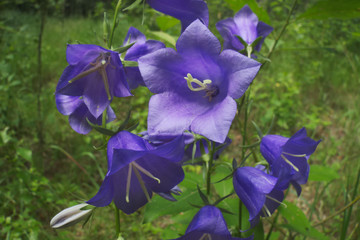 Peach-leaved bellflower (Campanula persicifolia)
