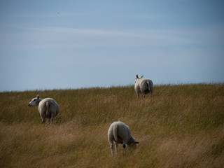 Obraz premium Dutch sheep