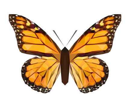 Vector polygonal butterfly isolated on white. Low poly illustration. Triangle color insect image.