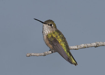 Broad-Tailed Hummingbird