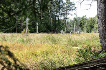 Fototapeta premium Marsh along Trail