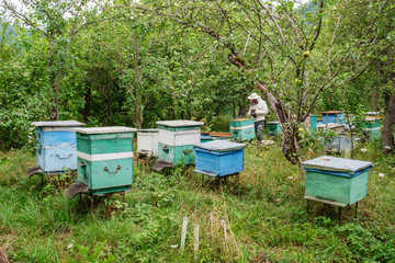 beehives