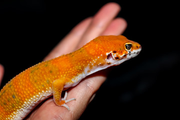 Tangerine Leopard Gecko